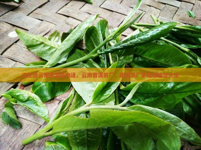 沈辽路云南普洱茶电话