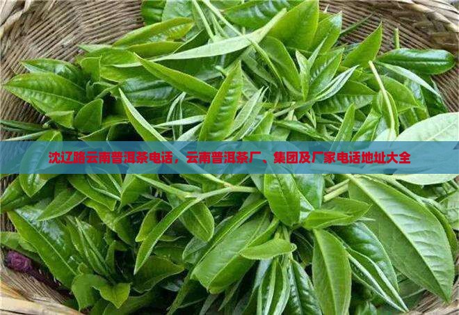 沈辽路云南普洱茶电话