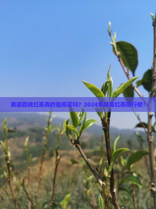 英德荔枝红茶英德红茶品牌排行榜