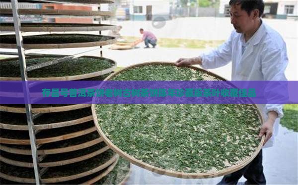 存昌号普洱茶饼