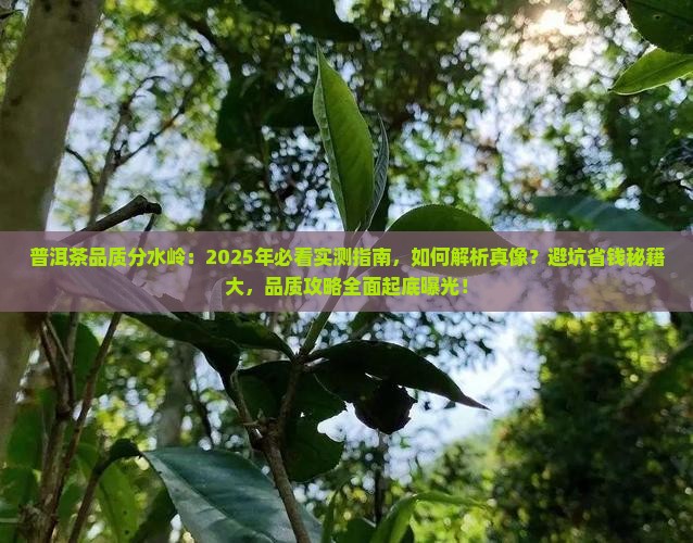 普洱茶品质分水岭