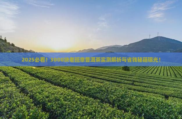 3000块老班章普洱茶