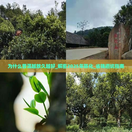 为什么普洱越放久越好
