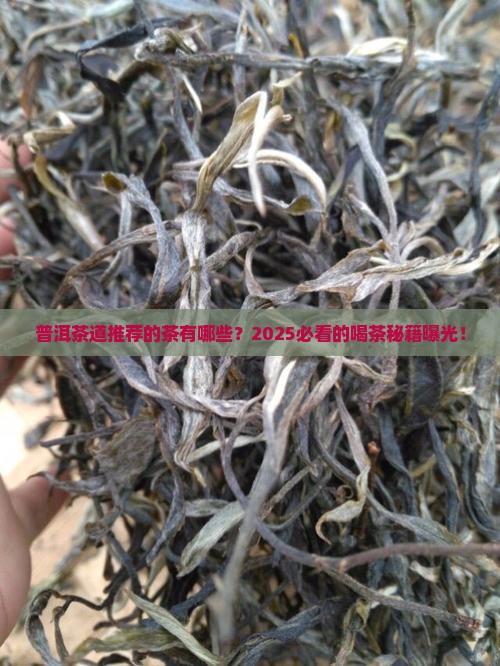 普洱茶道推荐的茶有哪些