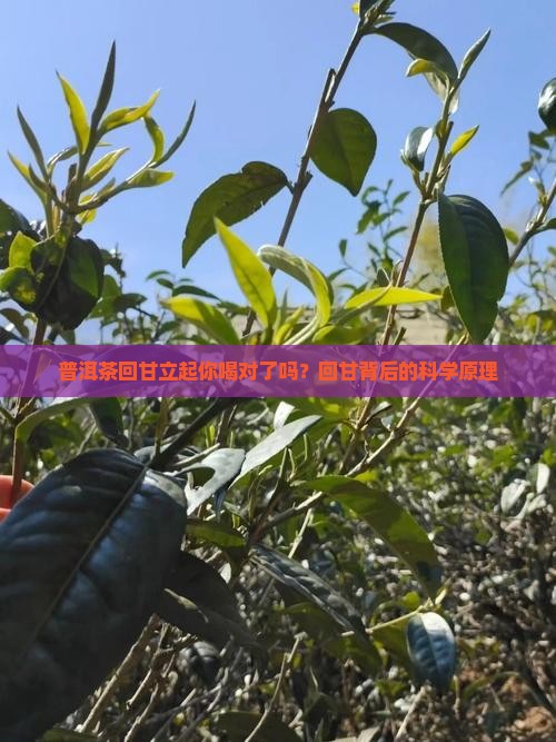 普洱茶回甘立起