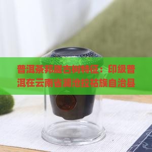 邦崴普洱茶的条索特征