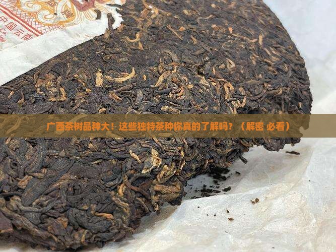 广西特有的茶树品种
