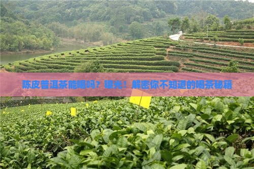 陈皮普洱茶可以喝吗