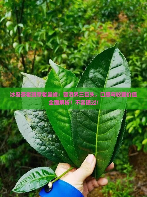 冰岛茶老班章老曼峨