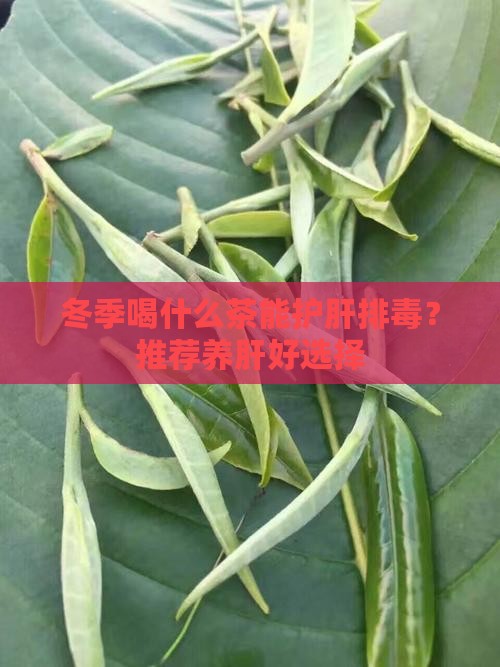 冬天排毒喝什么茶好