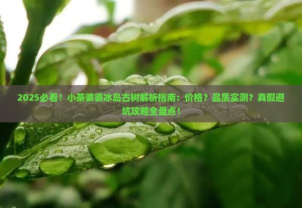 小茶婆婆冰岛古树 小茶婆婆冰岛古树