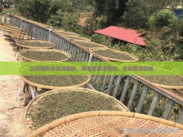 北京哪有卖普洱茶的