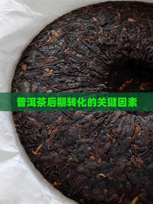 决定普洱茶后期转化的基础