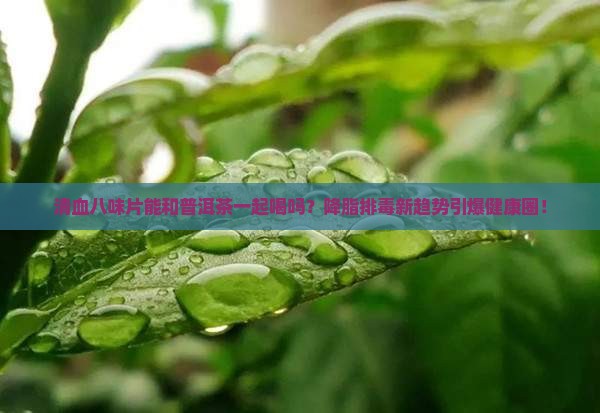清血八味片普洱茶