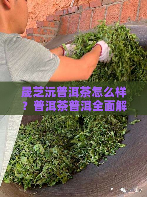 晟芝沅普洱茶好吗