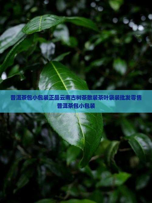 普洱茶包小包装