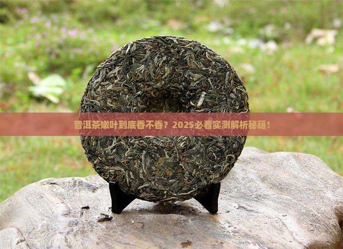 普洱茶是嫩叶好吗