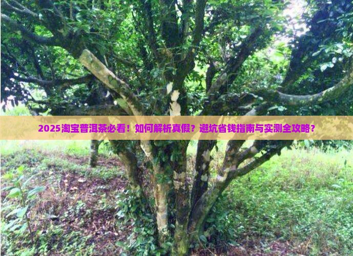 淘宝普洱茶丛书