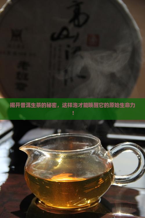 专业普洱茶生茶泡法