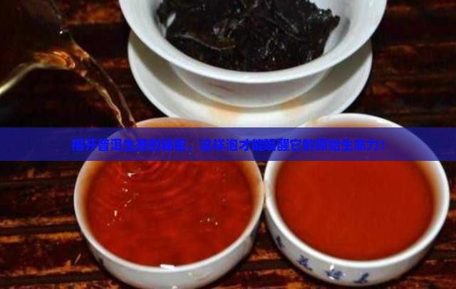 专业普洱茶生茶泡法