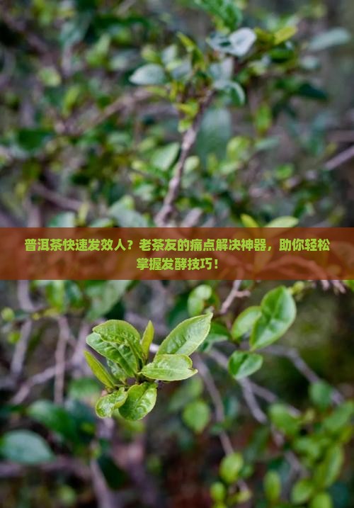 普洱茶快速发效人 普洱茶快速发效人