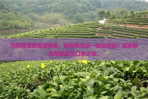 普洱茶为何会苦涩味重