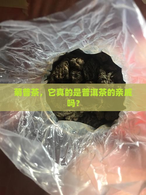 菊普是普洱茶吗