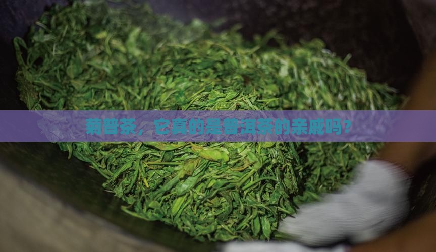 菊普是普洱茶吗