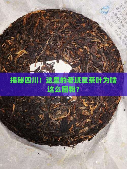 四川老班章茶叶