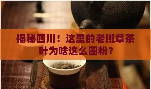 四川老班章茶叶