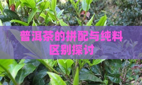 普洱茶是纯料茶吗