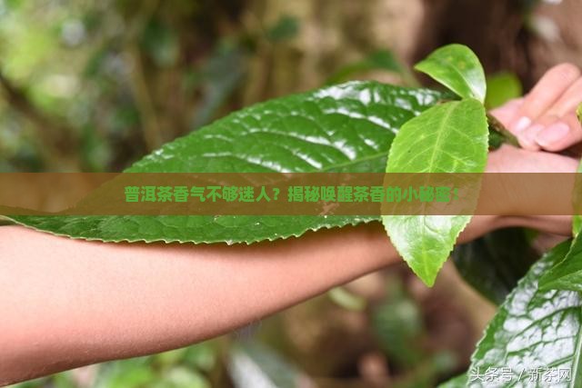 普洱茶香味不足怎么办小妙招