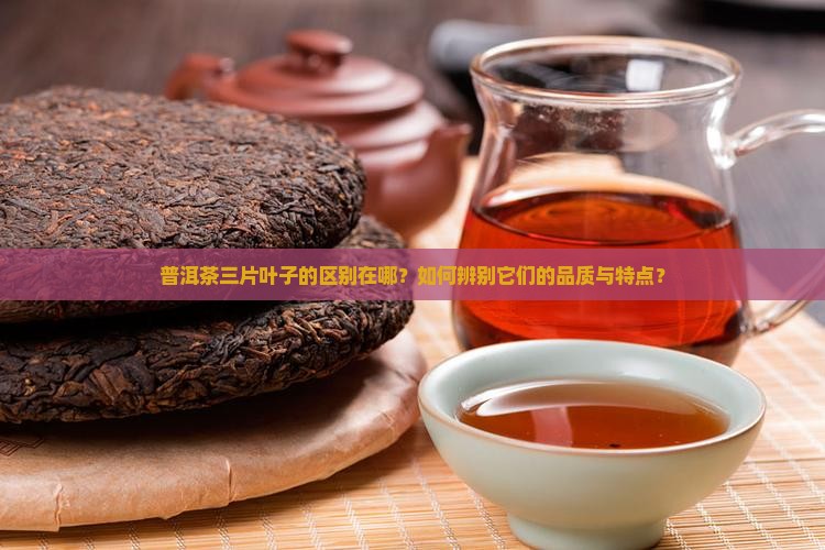 普洱茶三片叶子区别在哪