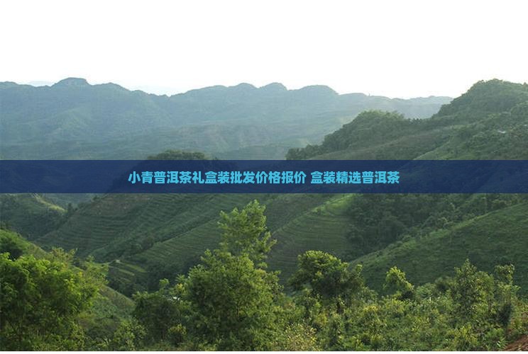 小青桔普洱茶小方盒装