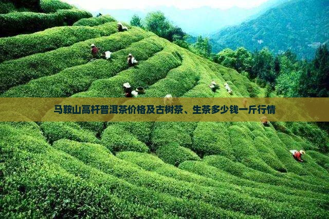 马鞍山高杆普洱茶