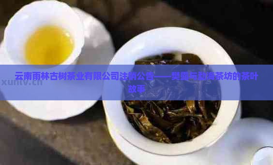 雨林古树茶樊露