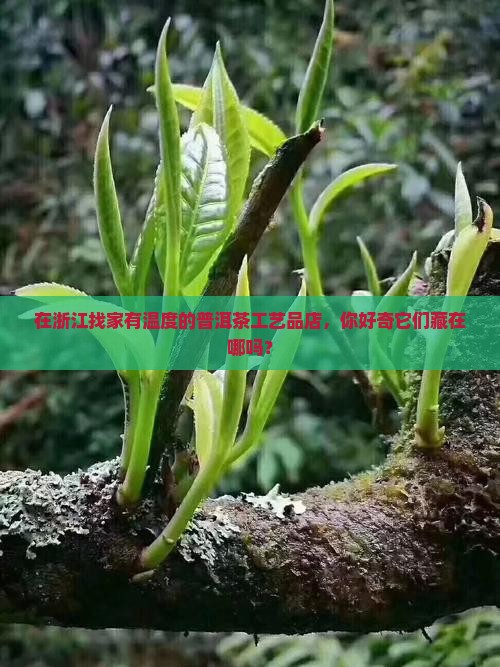 浙江普洱茶工艺品店有哪些