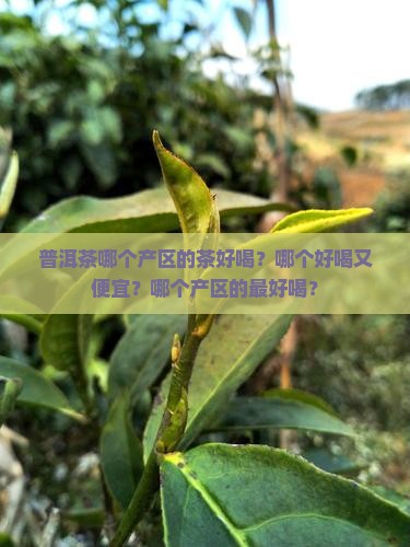 普洱茶哪个产区的茶好喝