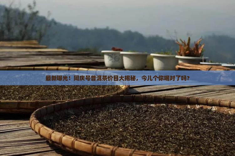 同庆号普洱茶价格表最新