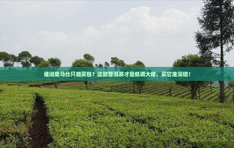 爱马仕普洱茶品牌推荐理由
