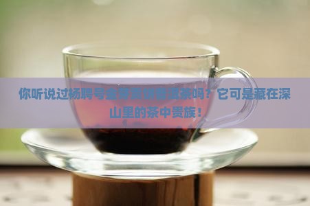 杨聘号金芽贡饼普洱茶官网