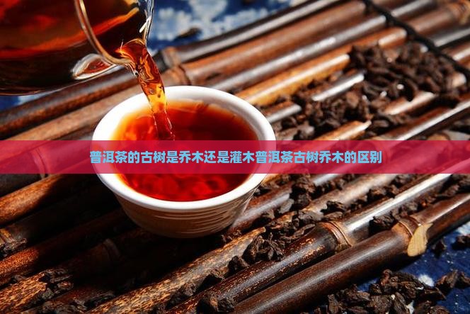 普洱茶的古树是乔木