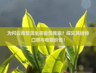 普洱茶生茶哪里的好