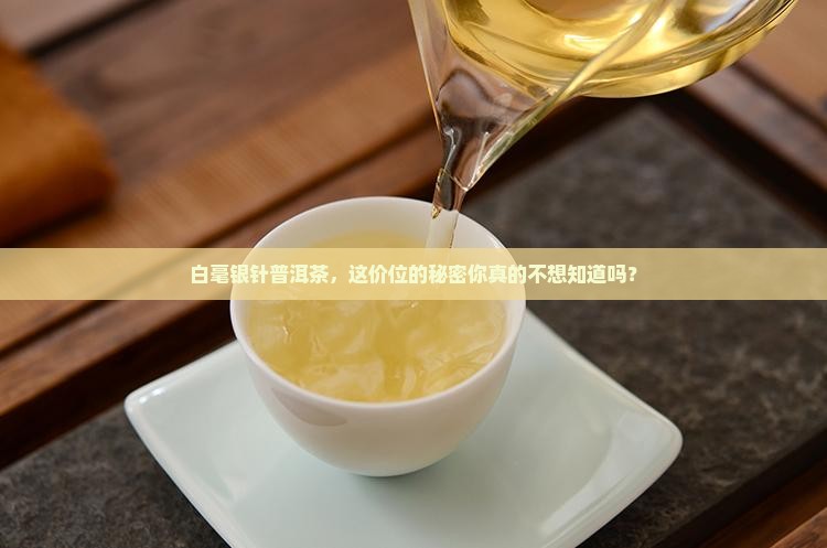 白毫银针普洱茶什么价格