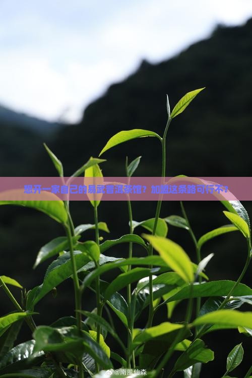 易武普洱茶可以加盟吗