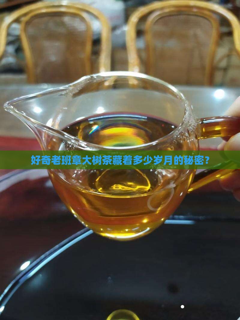 老班章大树茶大概是多少年