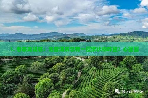 泡的普洱茶下面一层絮状物