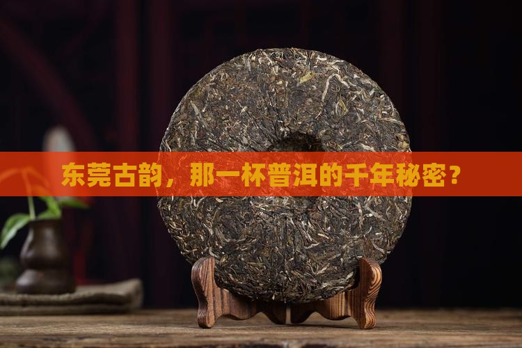 莞城古树普洱茶