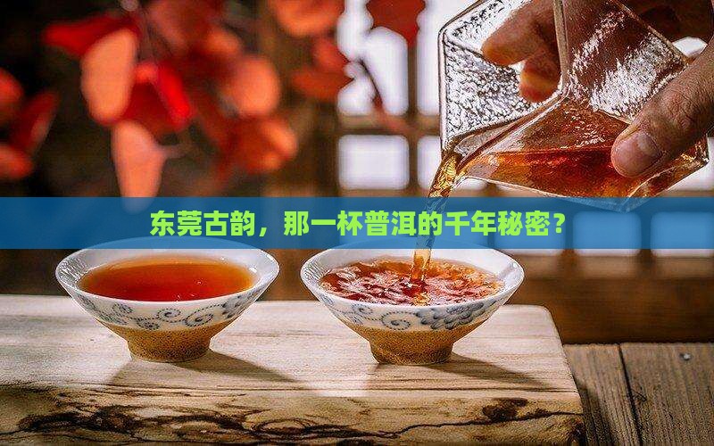 莞城古树普洱茶