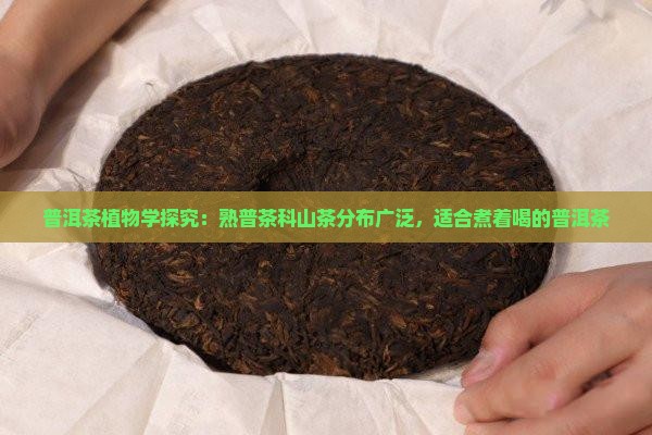 熟普洱适合煮吗